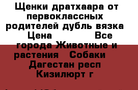 Щенки дратхаара от первоклассных  родителей(дубль вязка) › Цена ­ 22 000 - Все города Животные и растения » Собаки   . Дагестан респ.,Кизилюрт г.